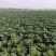 河北蔬菜原产地秋绿60白菜大量有货，无烧心无虫眼无花边，