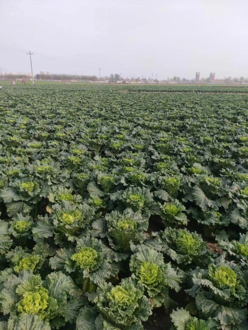 河北蔬菜原产地秋绿60白菜大量有货，无烧心无虫眼无花边，