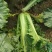 河北蔬菜原产地秋绿60白菜大量有货，无烧心无虫眼无花边，