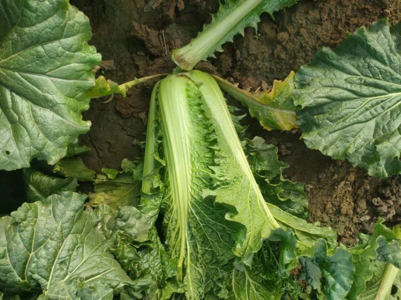 河北蔬菜原产地秋绿60白菜大量有货，无烧心无虫眼无花边，
