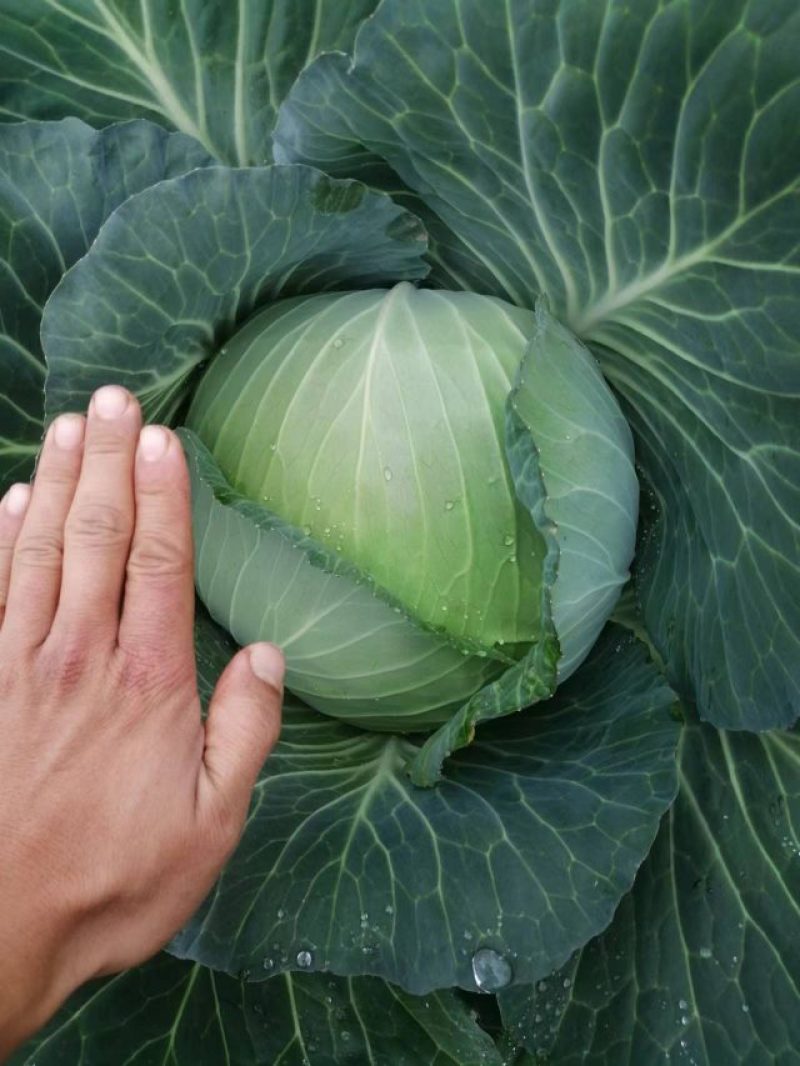 扁包菜3斤以上质量好价格便宜货源充足