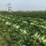 河北蔬菜原产地秋绿60白菜大量有货，无烧心无虫眼无花边，