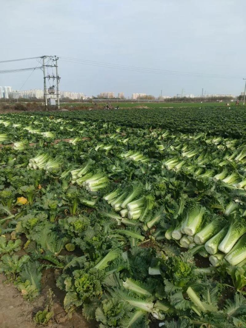 河北蔬菜原产地秋绿60白菜大量有货，无烧心无虫眼无花边，