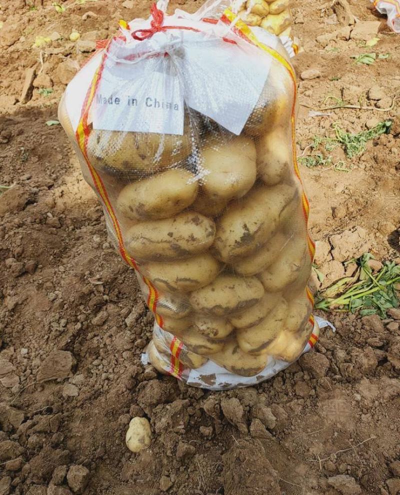 【推荐】山东土豆荷兰十五土豆产地一手货源保质保量