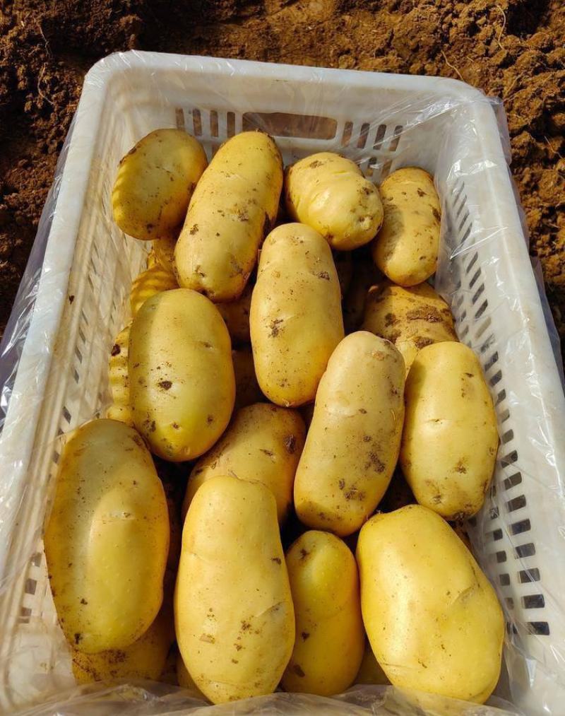 【推荐】山东土豆荷兰十五土豆产地一手货源保质保量