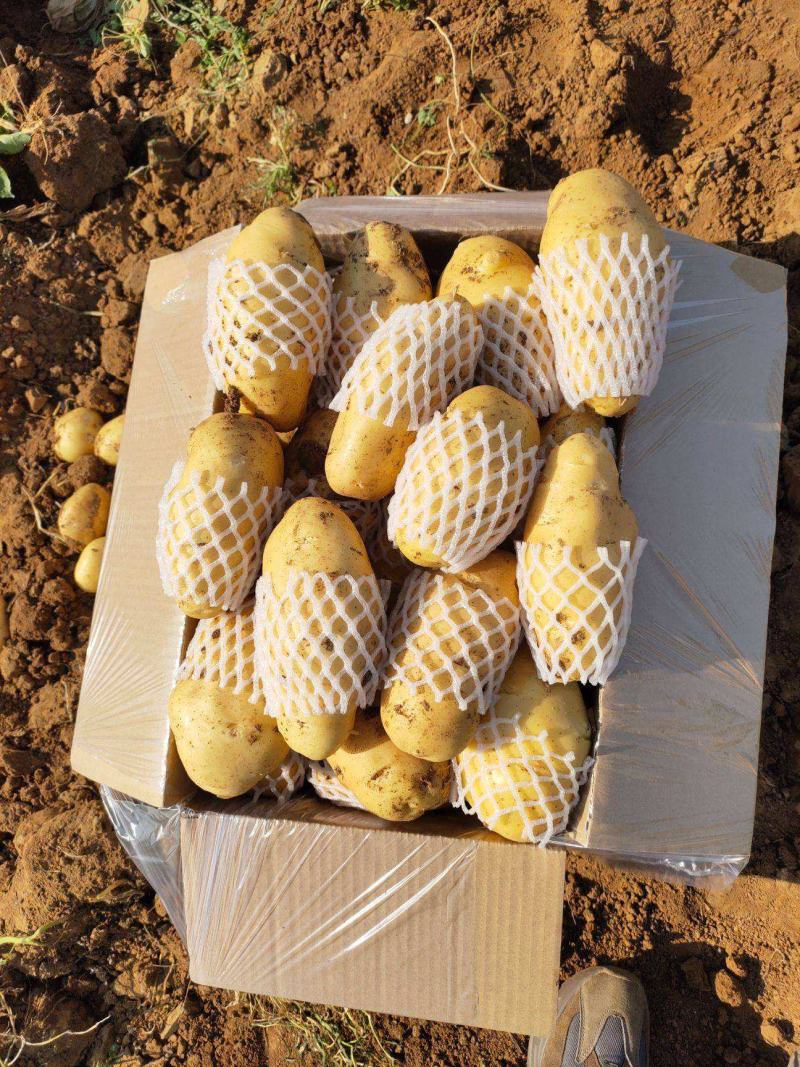 【推荐】山东土豆荷兰十五土豆产地一手货源保质保量