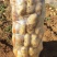 【推荐】山东土豆荷兰十五土豆产地一手货源保质保量