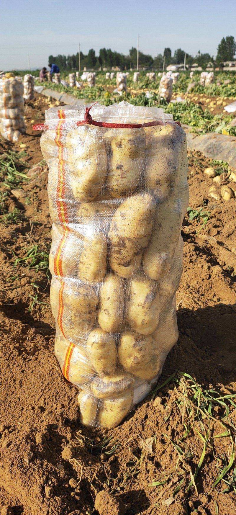 【推荐】山东土豆荷兰十五土豆产地一手货源保质保量