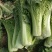 河北蔬菜原产地秋绿60白菜大量有货，无烧心无虫眼无花边，