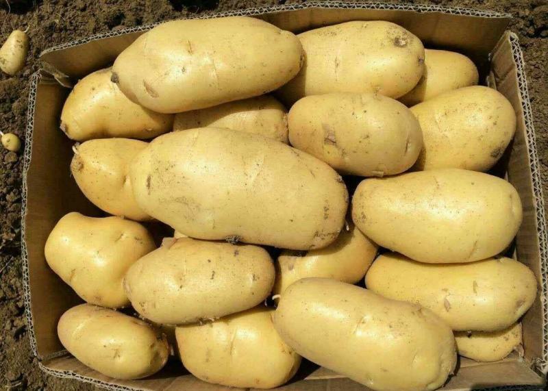 【优质土豆】土豆黄心土豆荷兰十五土豆产地大量供应