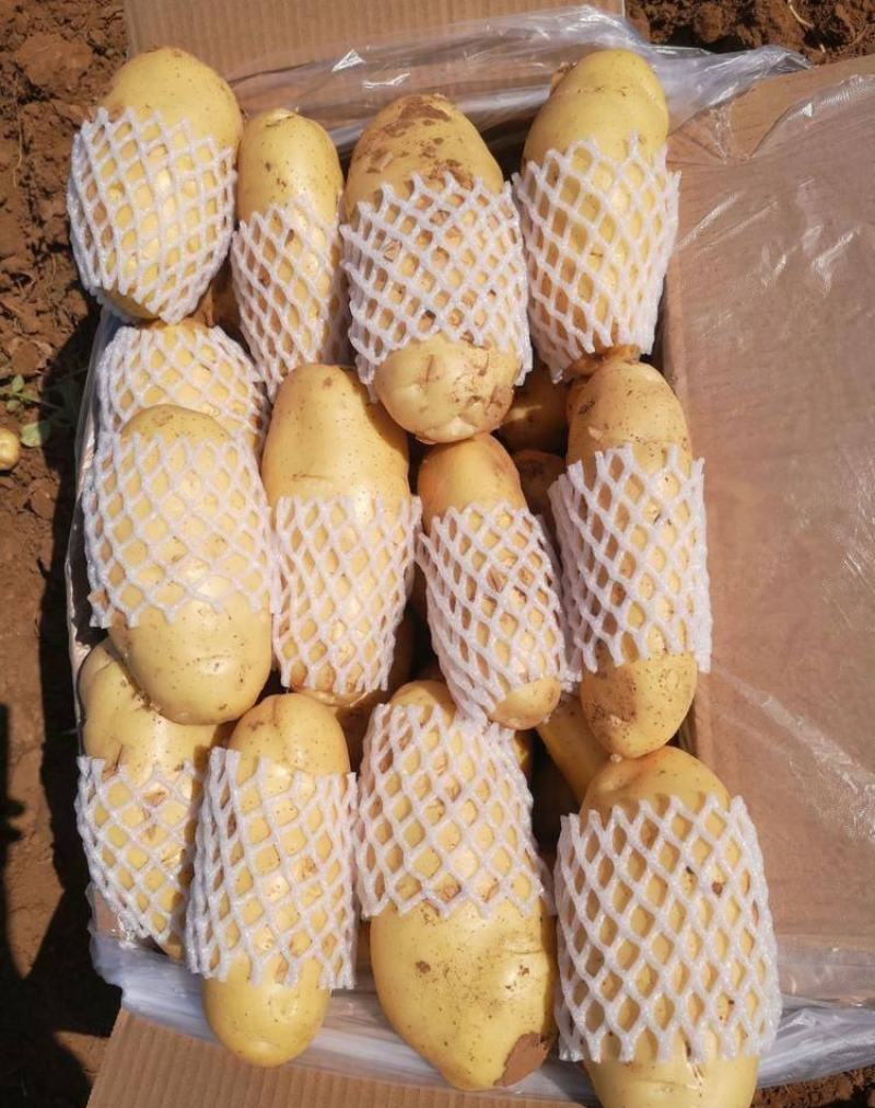 【优质土豆】土豆黄心土豆荷兰十五土豆产地大量供应