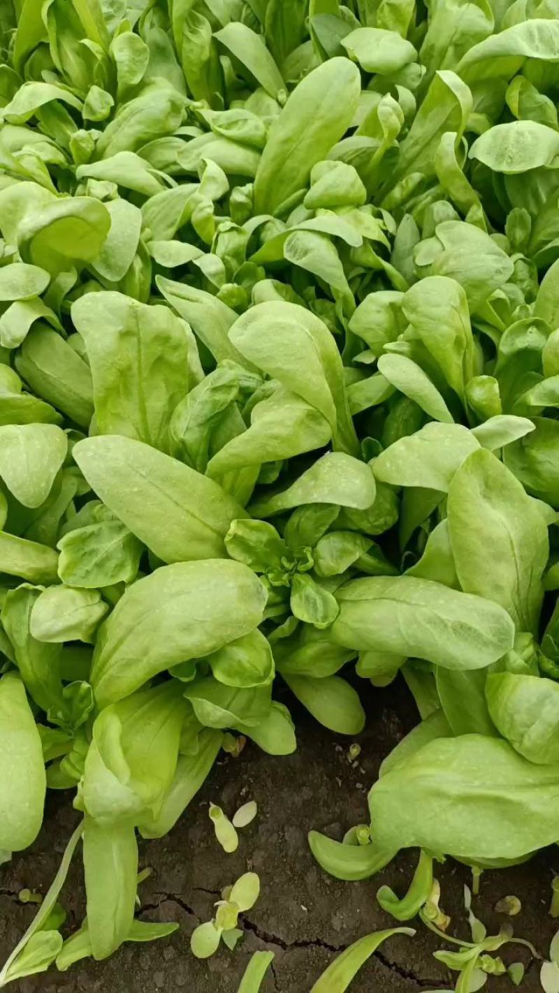 精品大叶茼蒿