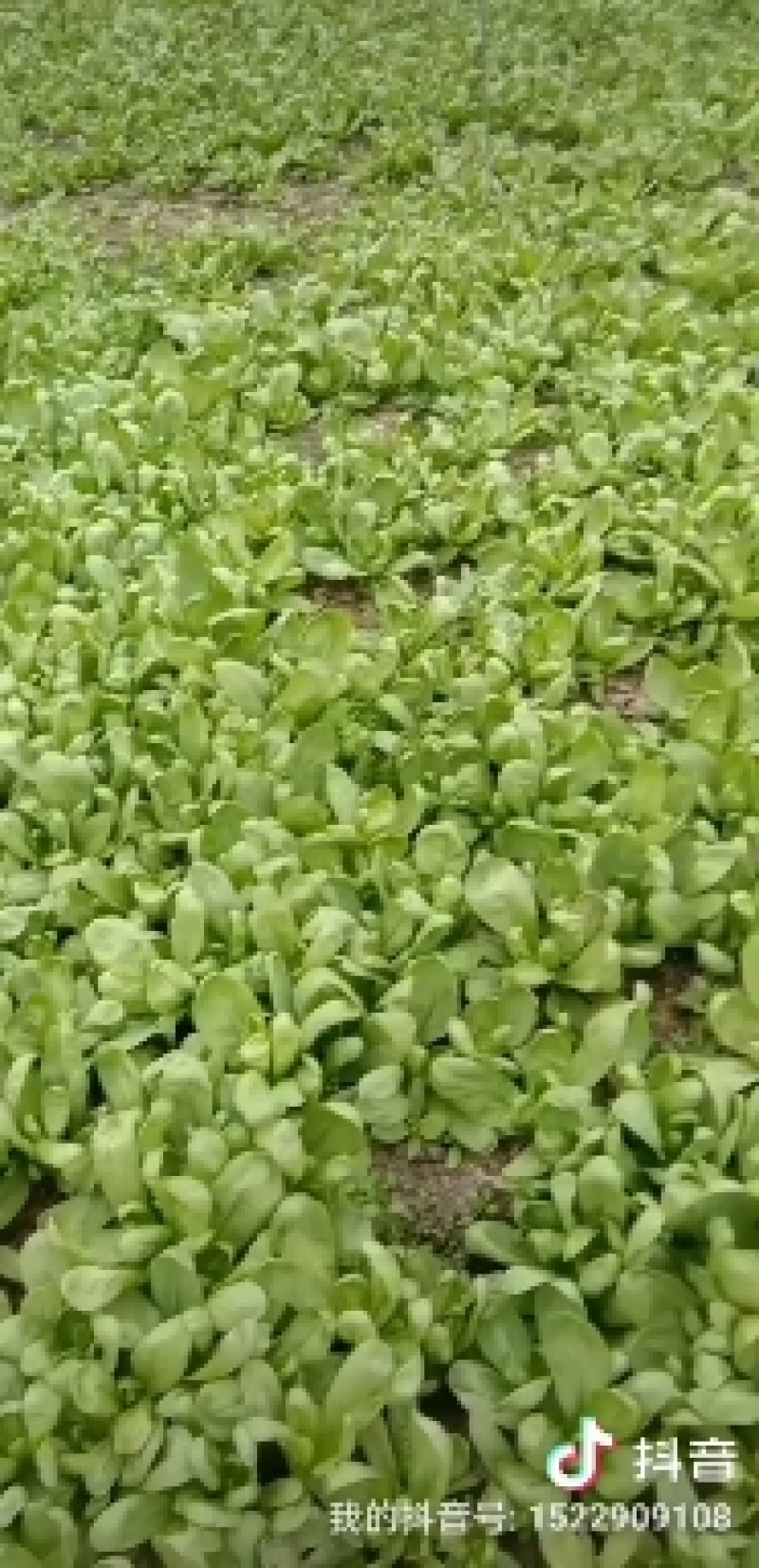 精品大叶茼蒿