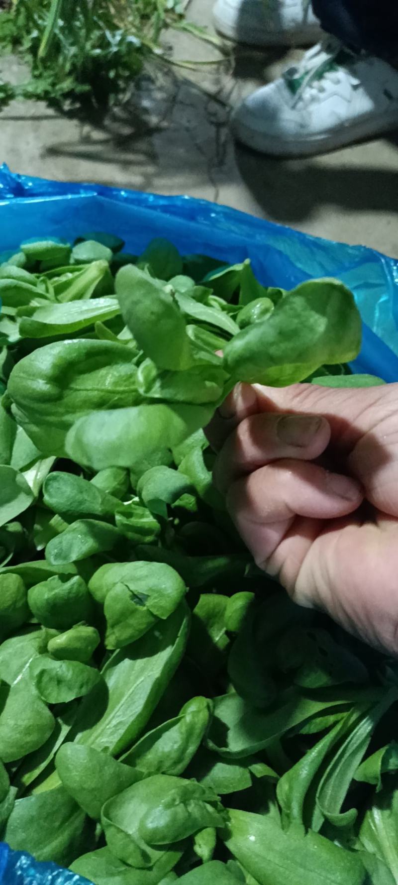 精品大叶茼蒿