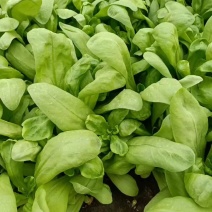 精品大叶茼蒿