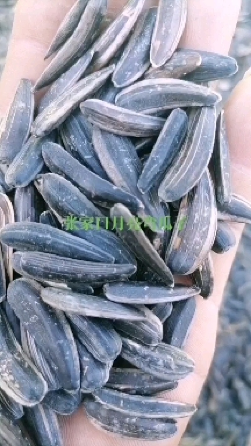 月亮弯瓜子