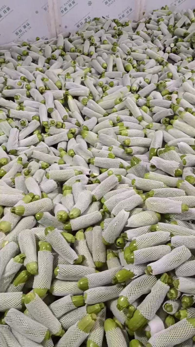 精品绿皮西葫芦现货现在收购价便宜，量大从优货源充足