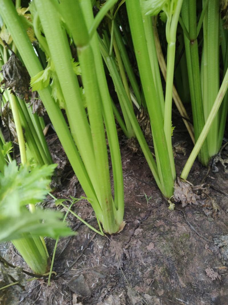 芹菜，基地直发！一手货源欢迎各位客商前来洽谈！