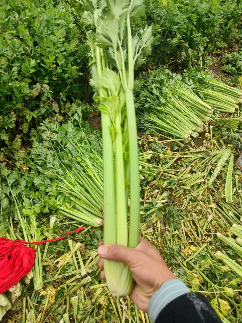 芹菜，基地直发！一手货源欢迎各位客商前来洽谈！