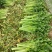 芹菜，基地直发！一手货源欢迎各位客商前来洽谈！