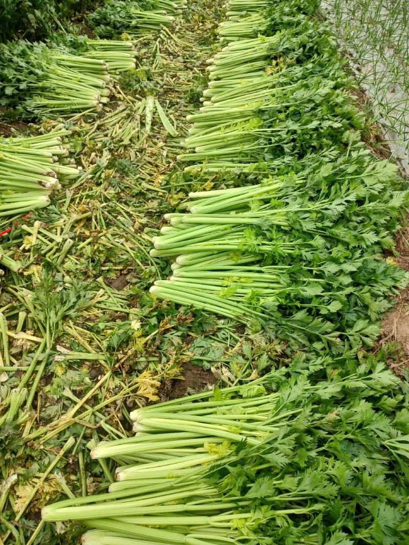 芹菜，基地直发！一手货源欢迎各位客商前来洽谈！