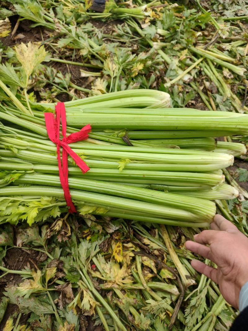 芹菜，基地直发！一手货源欢迎各位客商前来洽谈！
