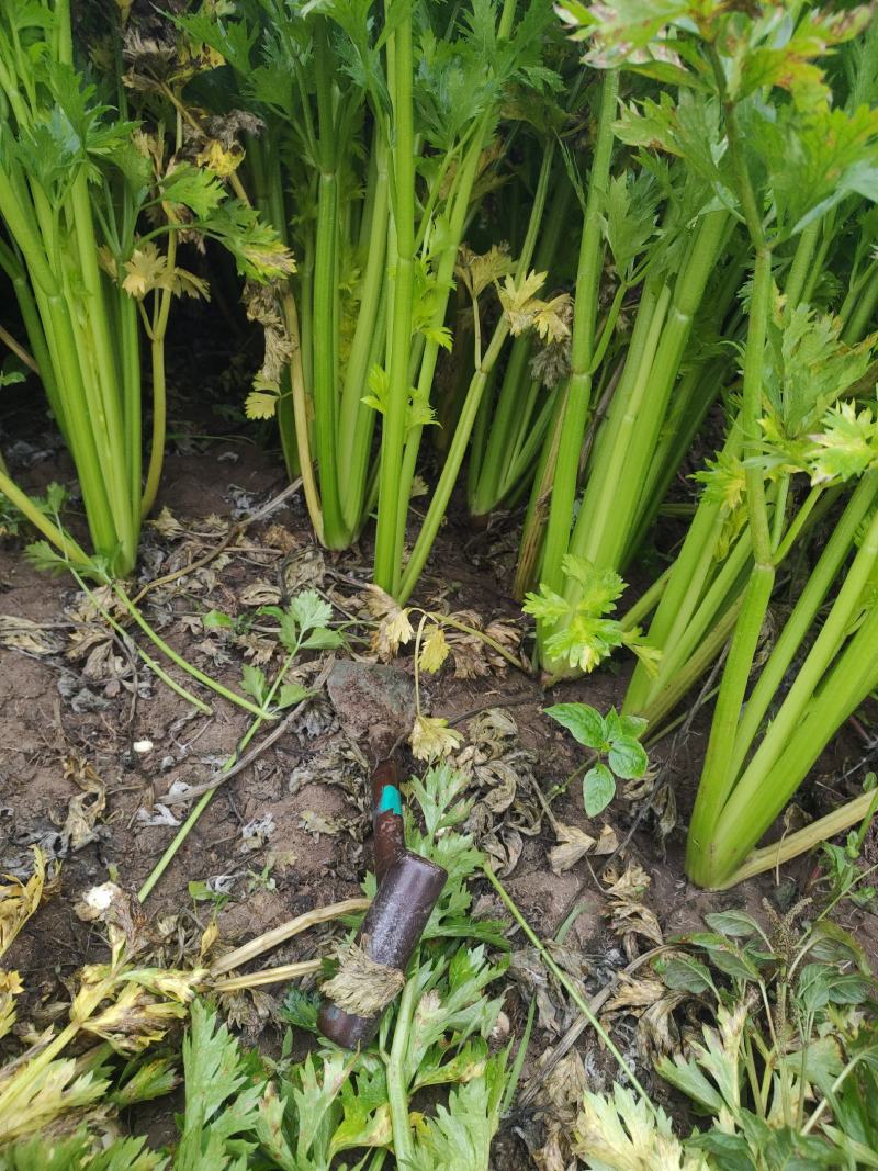 芹菜，基地直发！一手货源欢迎各位客商前来洽谈！