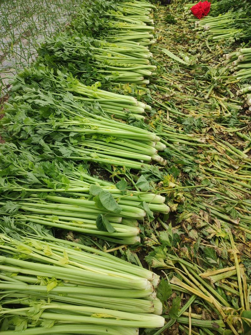芹菜，基地直发！一手货源欢迎各位客商前来洽谈！