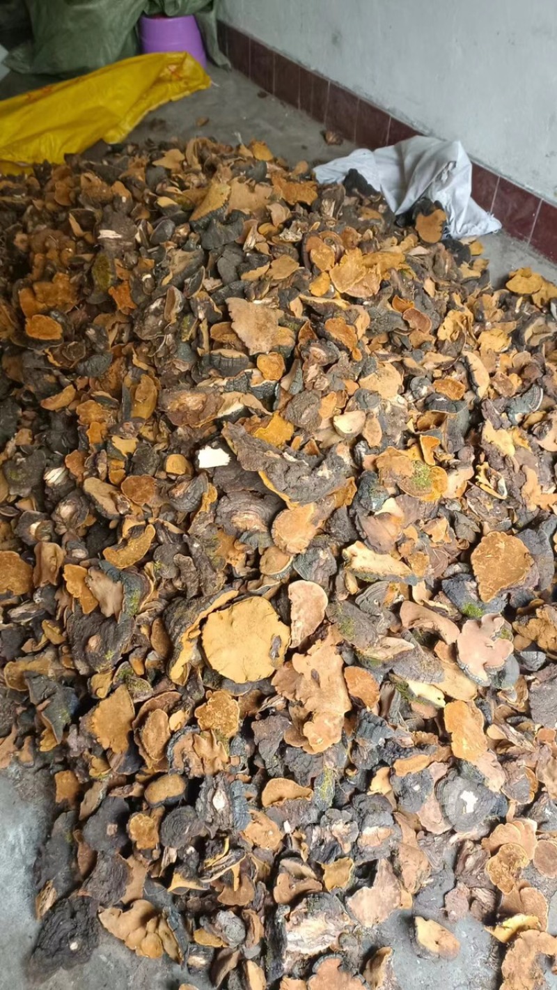 桑黄大量现货诚信合作共赢欢迎电话来聊