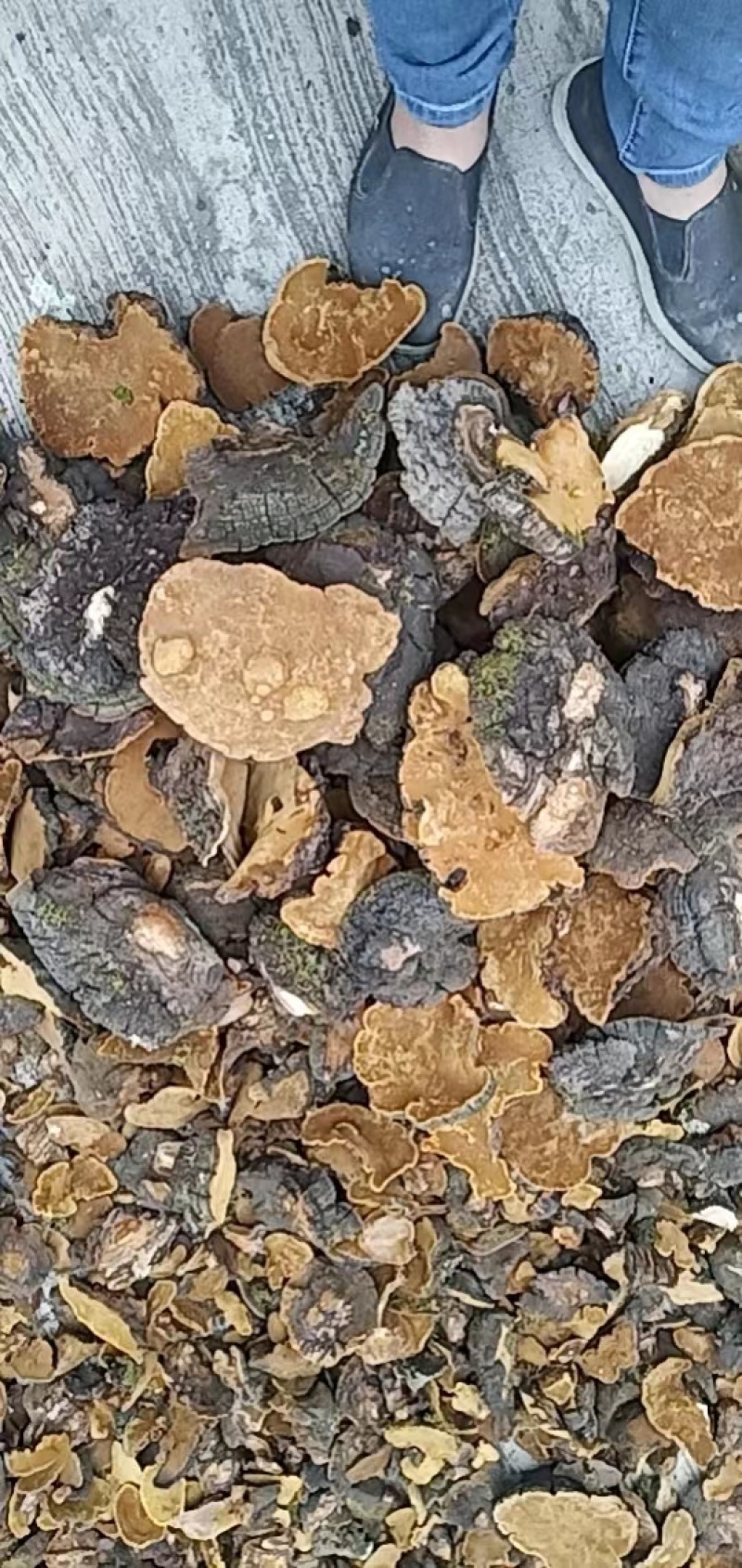 桑黄大量现货诚信合作共赢欢迎电话来聊