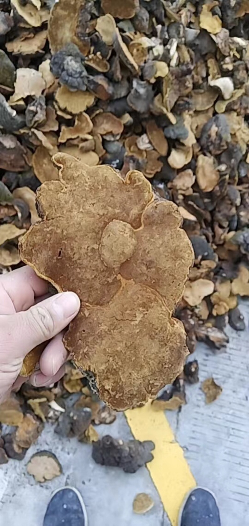 桑黄大量现货诚信合作共赢欢迎电话来聊