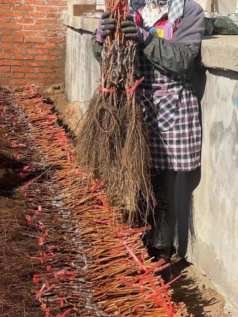 阳光玫瑰葡萄苗产地直销一手货源保质量保纯度