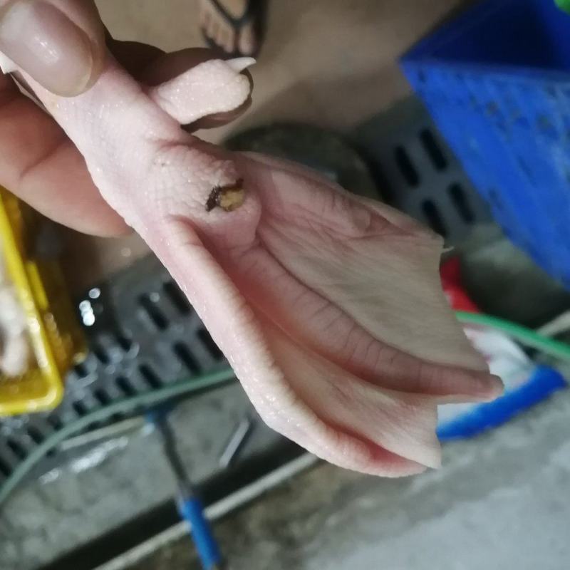 白鸭脚