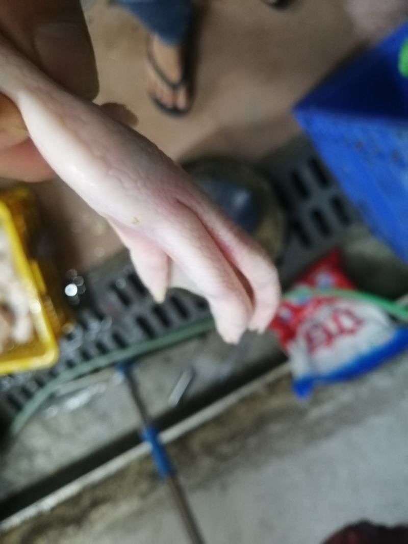 白鸭脚
