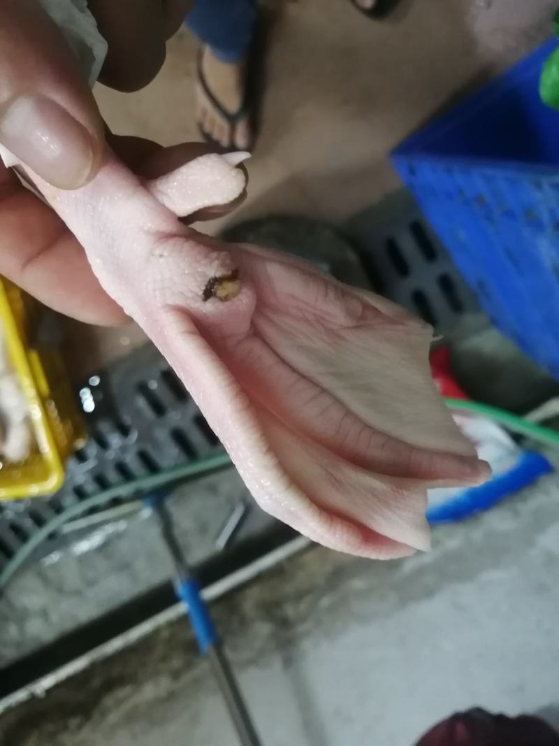 白鸭脚