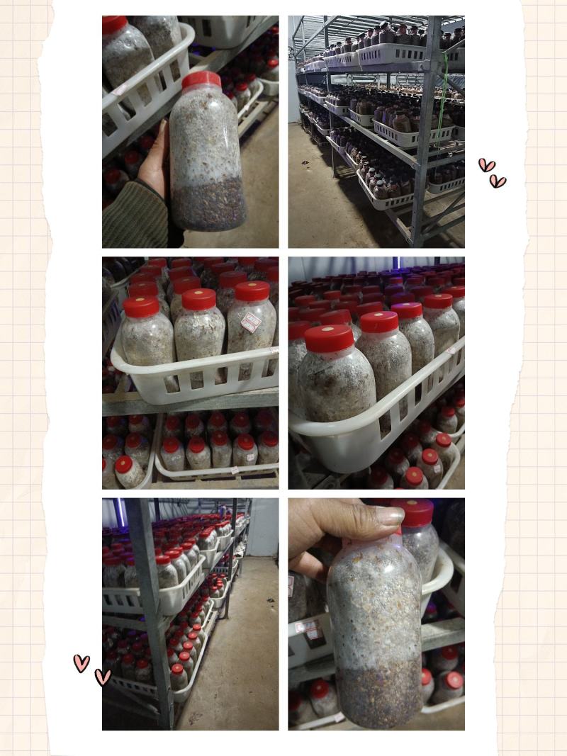 供应羊肚菌菌种、母种、原种、栽培种。