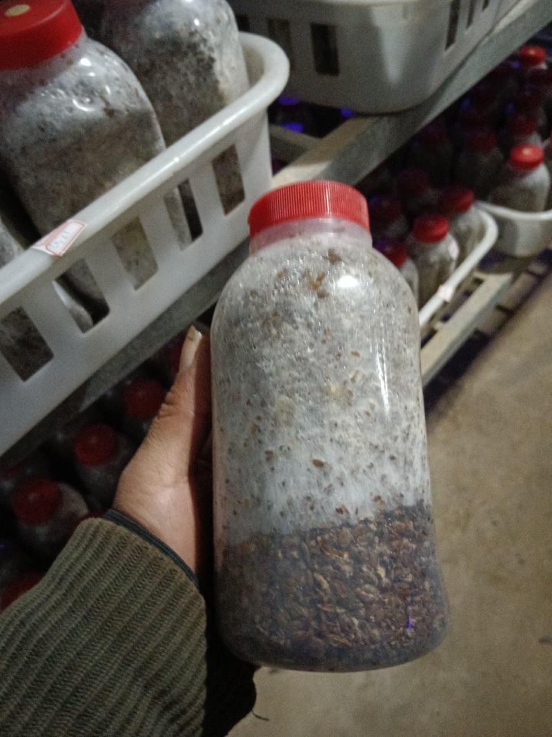 供应羊肚菌菌种、母种、原种、栽培种。