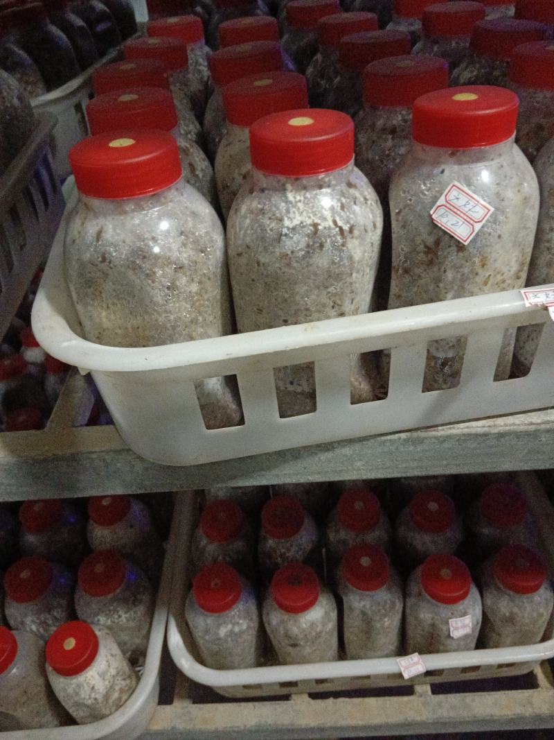 供应羊肚菌菌种、母种、原种、栽培种。