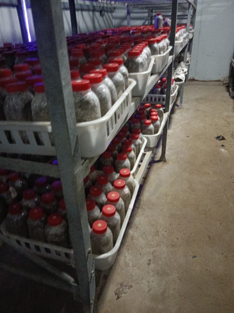 供应羊肚菌菌种、母种、原种、栽培种。