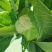 青梗白面散花即将新鲜上市有机散花十天后上市
