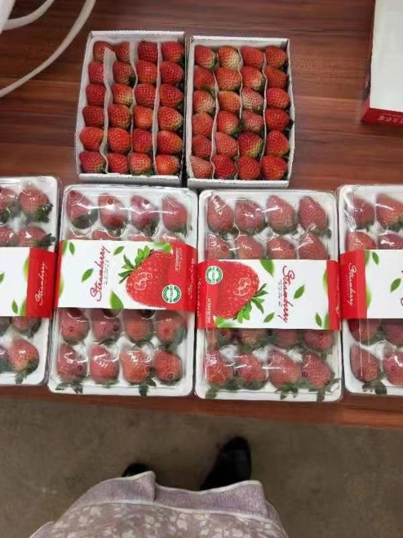 冬草莓大量上市