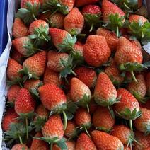 冬草莓大量上市
