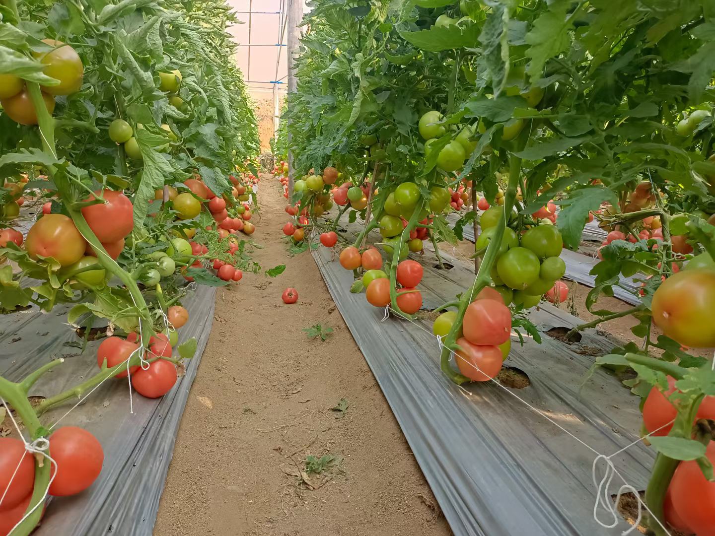西红柿在不同地区种植实景对比图