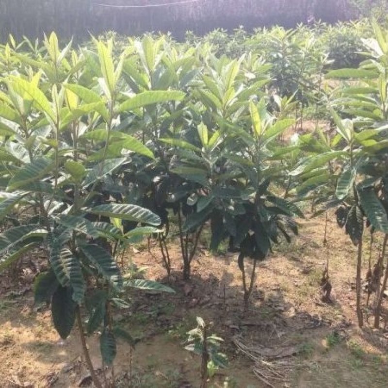枇杷树