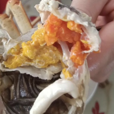六月黄蟹肥度好盘锦产地直发肥度好满黄每天现货供应