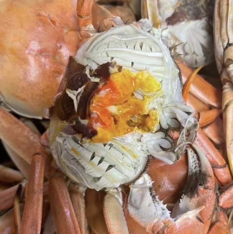 六月黄蟹肥度好盘锦产地直发肥度好满黄每天现货供应