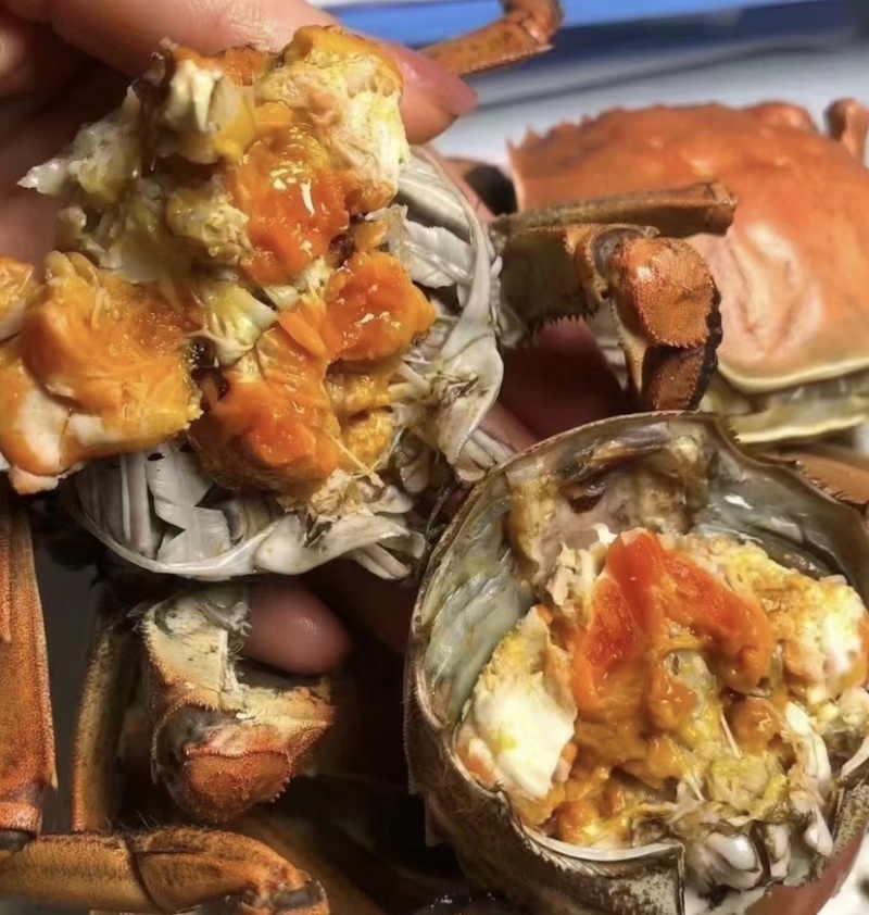 六月黄蟹肥度好盘锦产地直发肥度好满黄每天现货供应