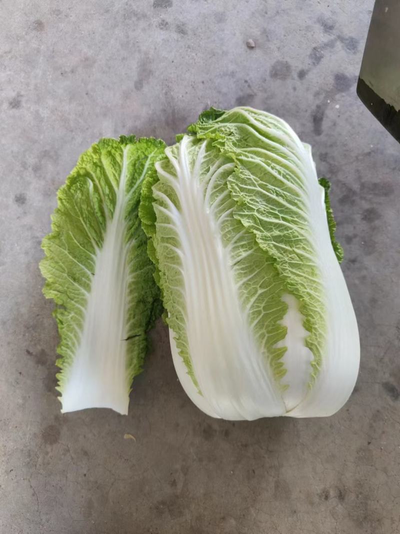 精品黄心白菜河北大白菜黄心白菜货源充足代收代发