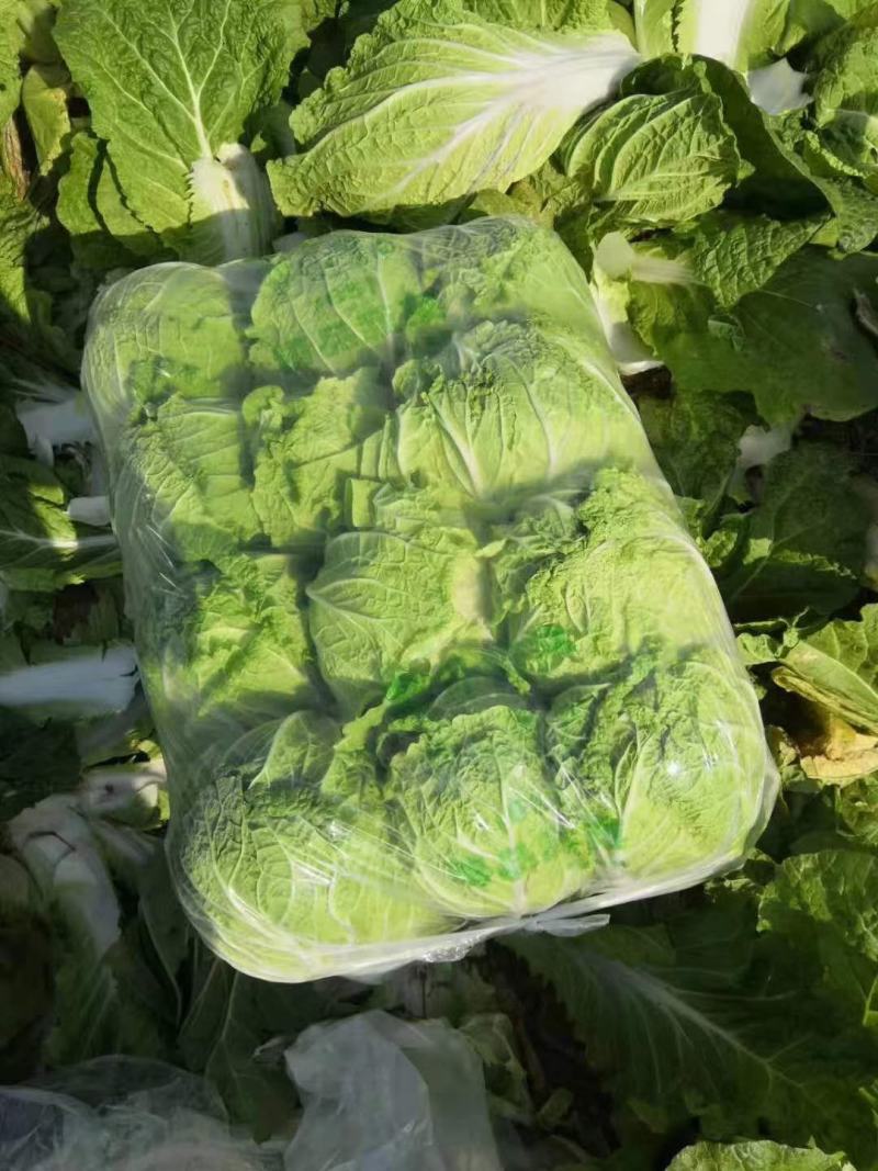 精品黄心白菜河北大白菜黄心白菜货源充足代收代发
