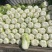 精品黄心白菜河北大白菜黄心白菜货源充足代收代发